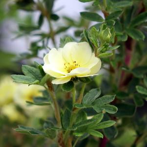 Potentilla fruticosa Lemon Meringue™