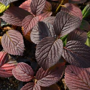 Viburnum plicatum Opening Day™