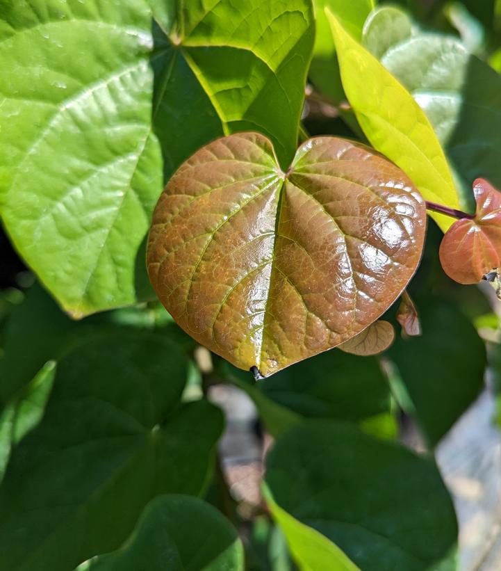 Cercis canadensis 'Pink Pom Poms'