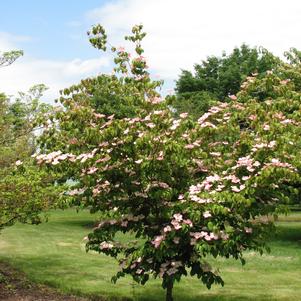 Cornus kousa Heart Throb®