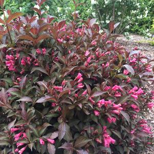 Weigela florida Shining Sensation™