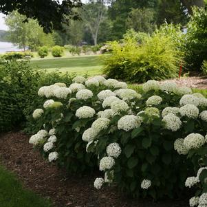 Hydrangea arborescens Invincibelle® Invincibelle Limetta®