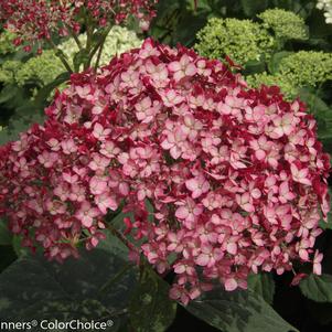 Hydrangea arborescens Invincibelle® Invincibelle® Ruby