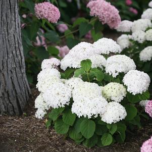 Hydrangea arborescens Invincibelle® Invincibelle Wee White®