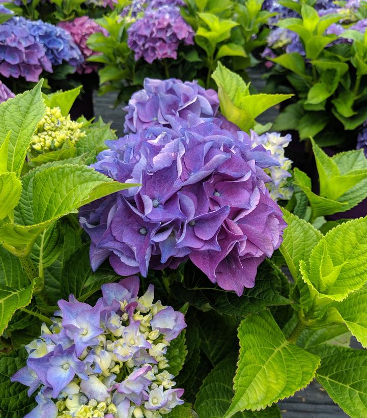 Hydrangea mac. 'Early Blue'