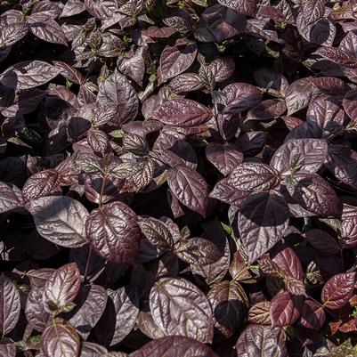 Calycanthus floridus var purpureus 'Burgundy Spice'