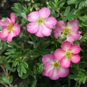 Potentilla fruticosa Happy Face Hearts®