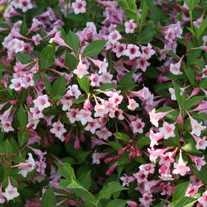 Weigela florida Sonic Bloom® Pure Pink