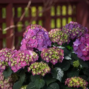 Hydrangea mac. Endless Summer® Summer Crush®