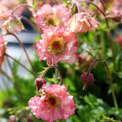 Geum Petticoats™ Peach