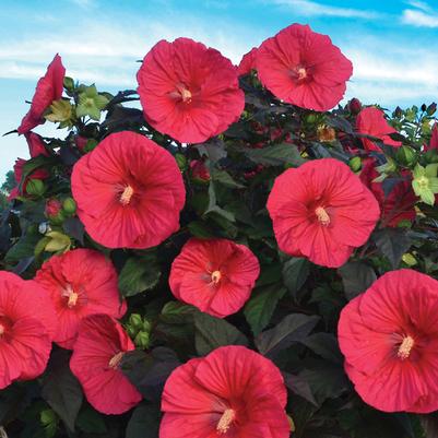 Hibiscus 'Mars Madness'