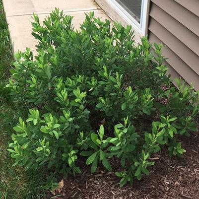 Myrica gale 'Lowboy'