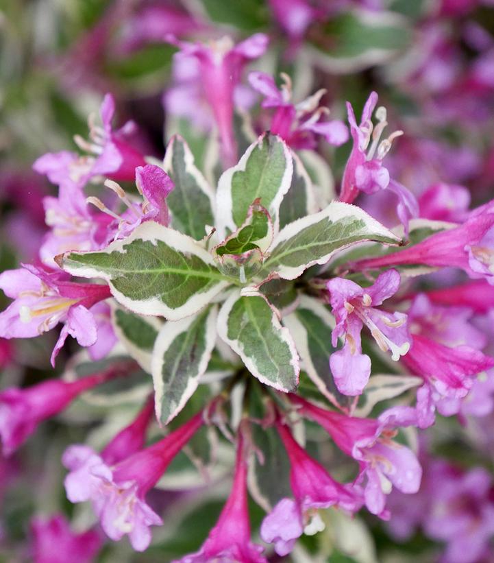 Weigela florida My Monet Purple Effect®