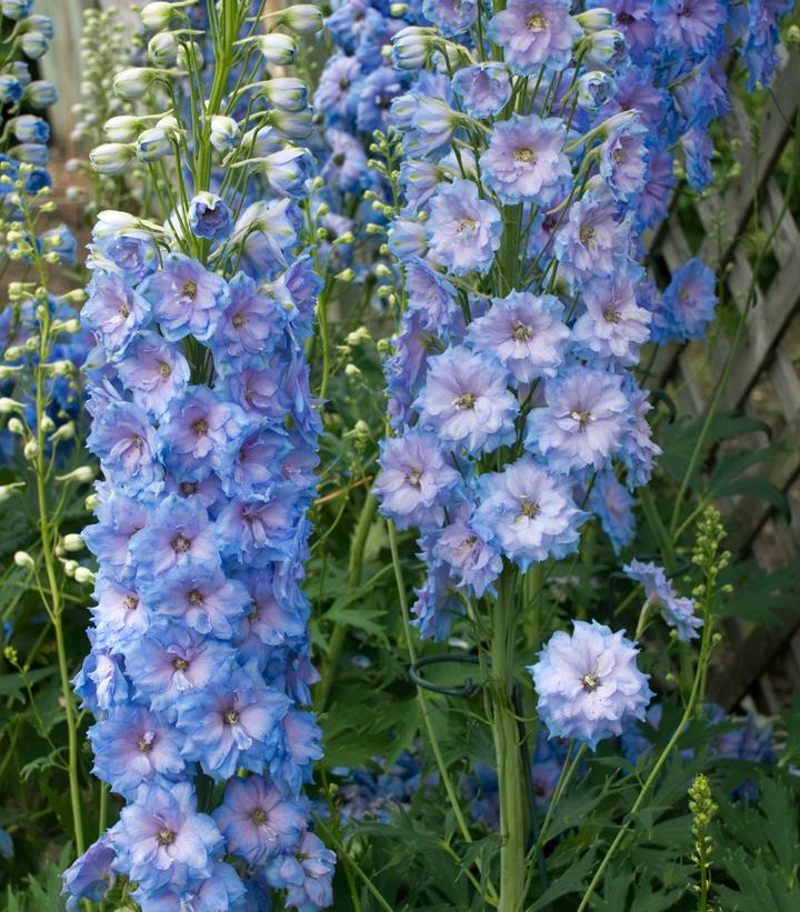 Delphinium x New Millennium™ 'Blue Lace'