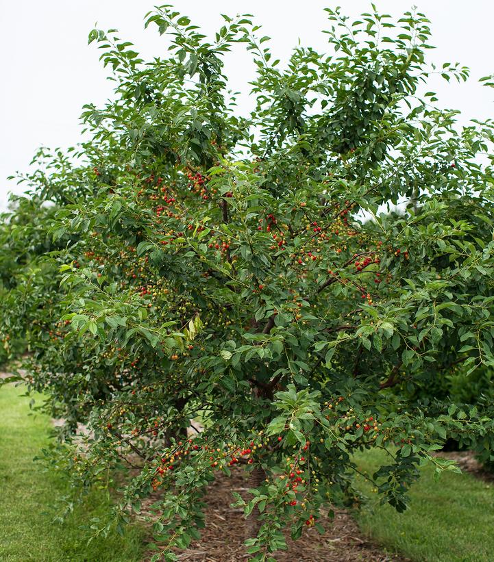 Prunus Sweet Cherry Pie™