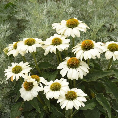 Echinacea hybrid Color Coded™ 'The Price is White'