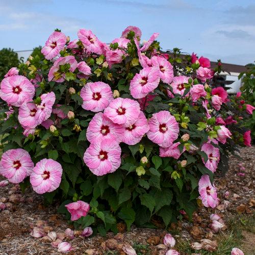 Hibiscus hybrid Summerific® 'Spinderella'