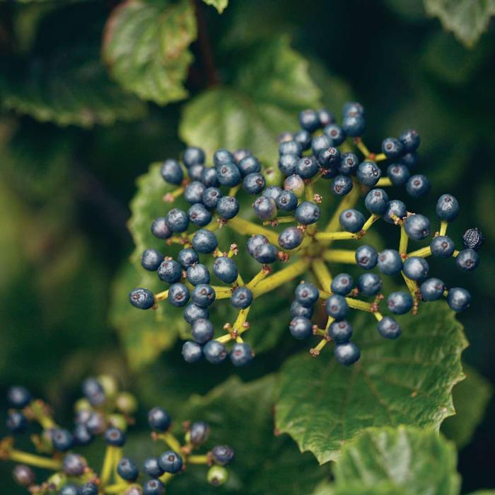 Viburnum dentatum var. deamii All That Glows®