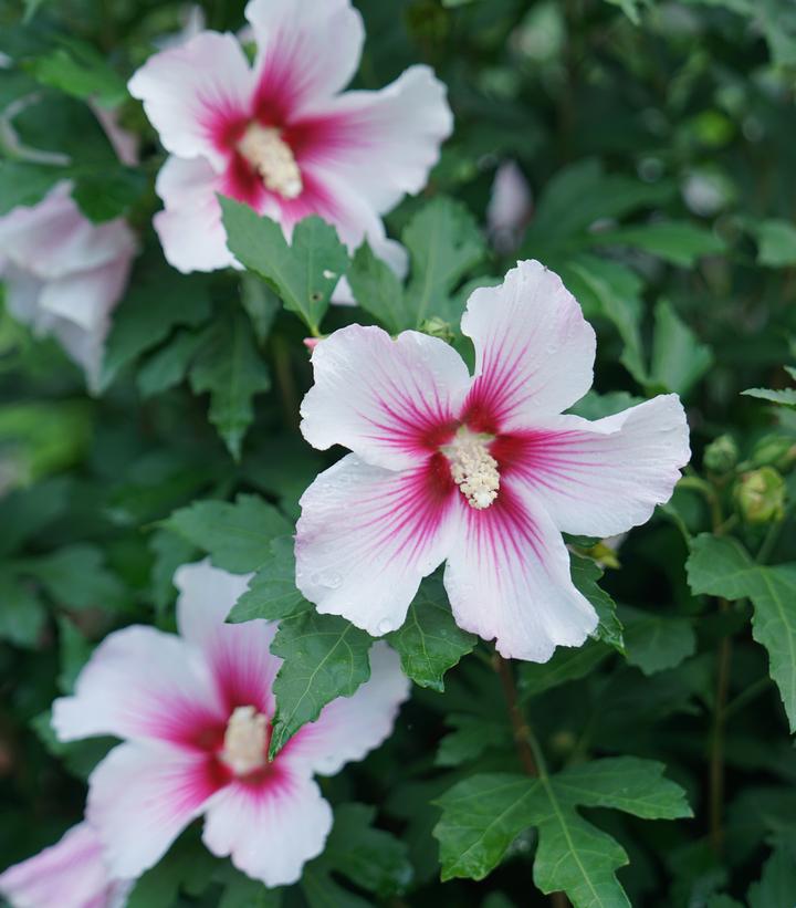 Hibiscus x Paraplu Pink Ink®