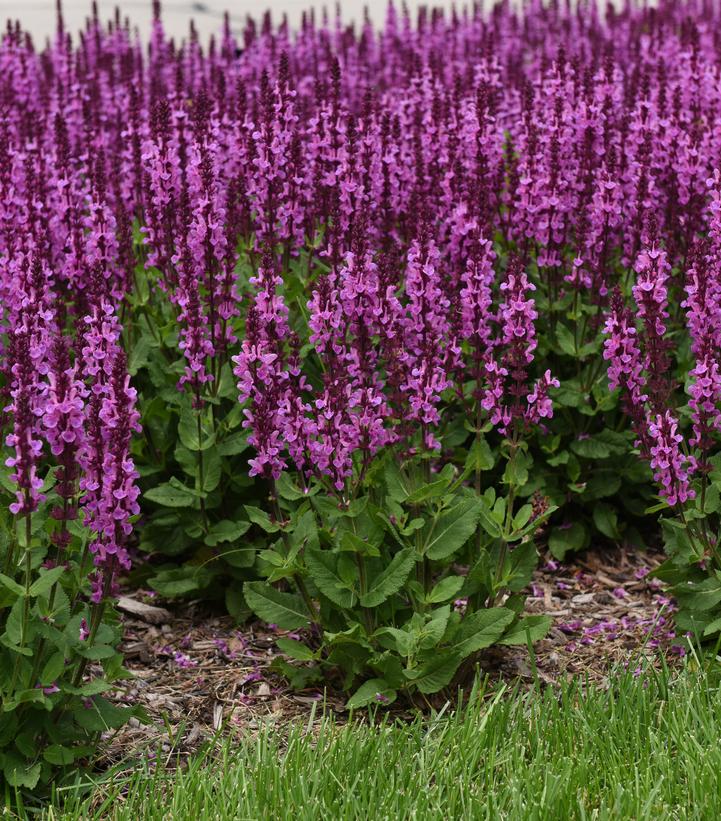 Salvia nemorosa Marvel Series 'Rose Marvel'