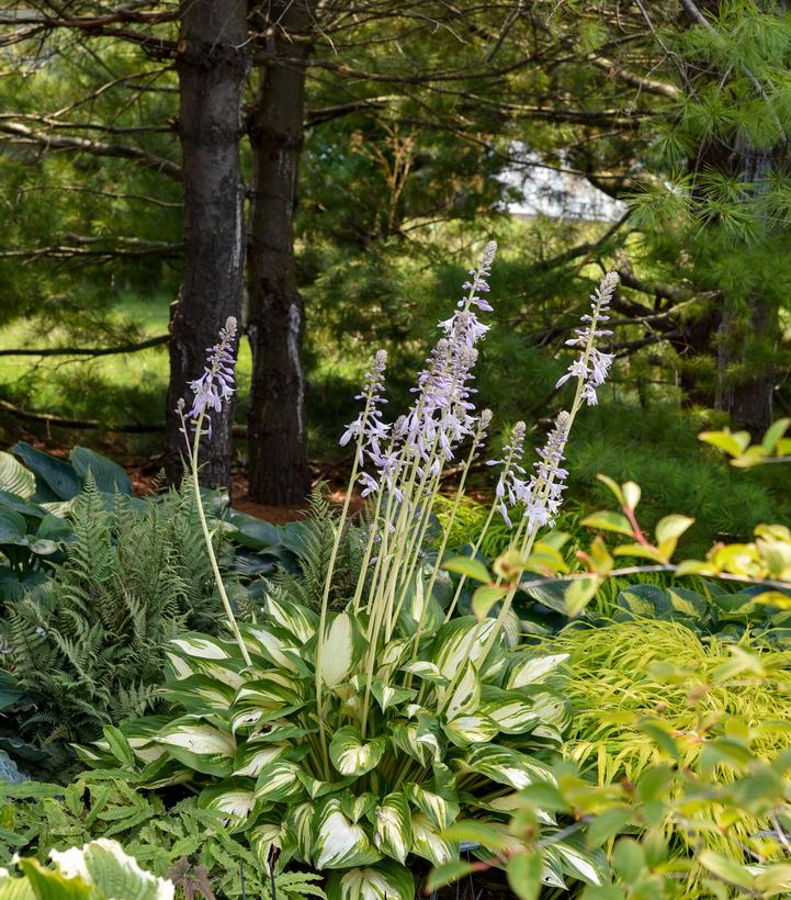 Hosta hybrid Shadowland® 'Miss America'