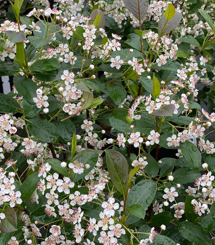 Aronia melanocarpa Low Scape Snowfire®