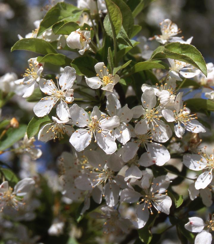 Malus x 'Red Jewel'