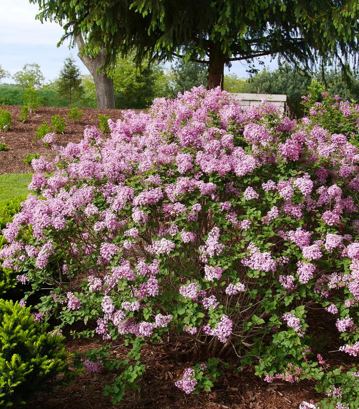 Syringa x pubescens Bloomerang® Purpink