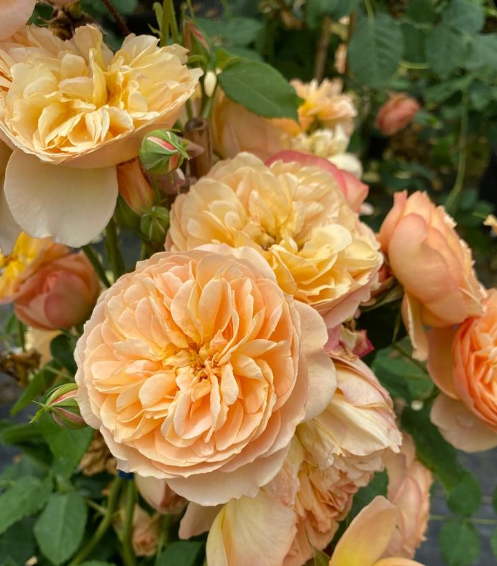 Rosa x Flavorette® Honey-Apricot