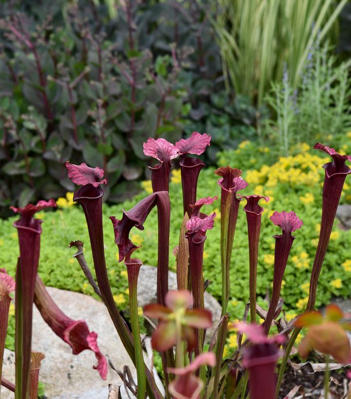 Sarracenia x moorei 'Conversation Piece'