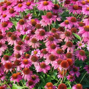 Echinacea Pow Wow® Wildberry