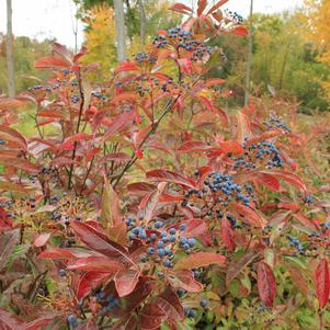 Viburnum nudum Brandywine™