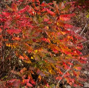 Rhus glabra 