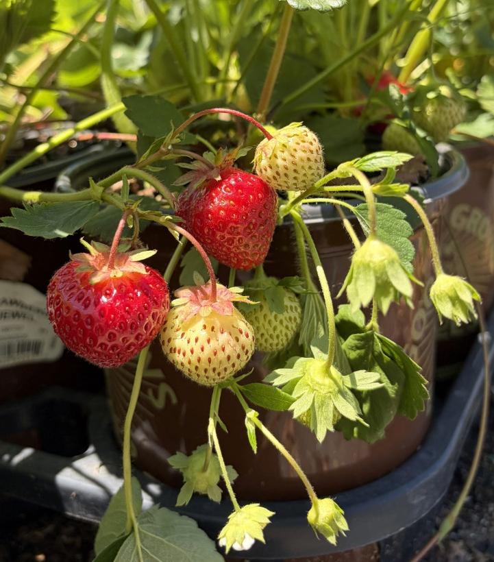 Strawberry Jewel