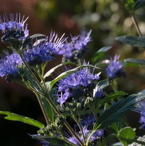 Caryopteris x clandonensis Beyond Midnight®