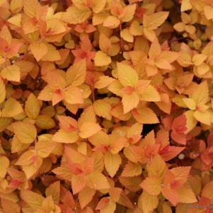 Spiraea jap. Double Play® Candy Corn®