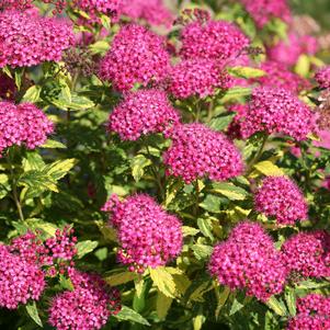 Spiraea jap. Double Play® Double Play® Painted Lady™