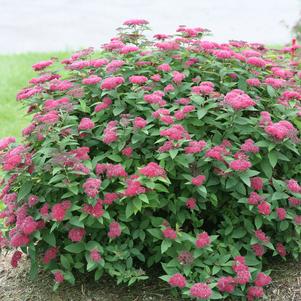 Spiraea jap. Double Play® Double Play® Red