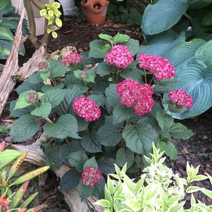 Hydrangea arborescens Invincibelle® Invincibelle® Ruby