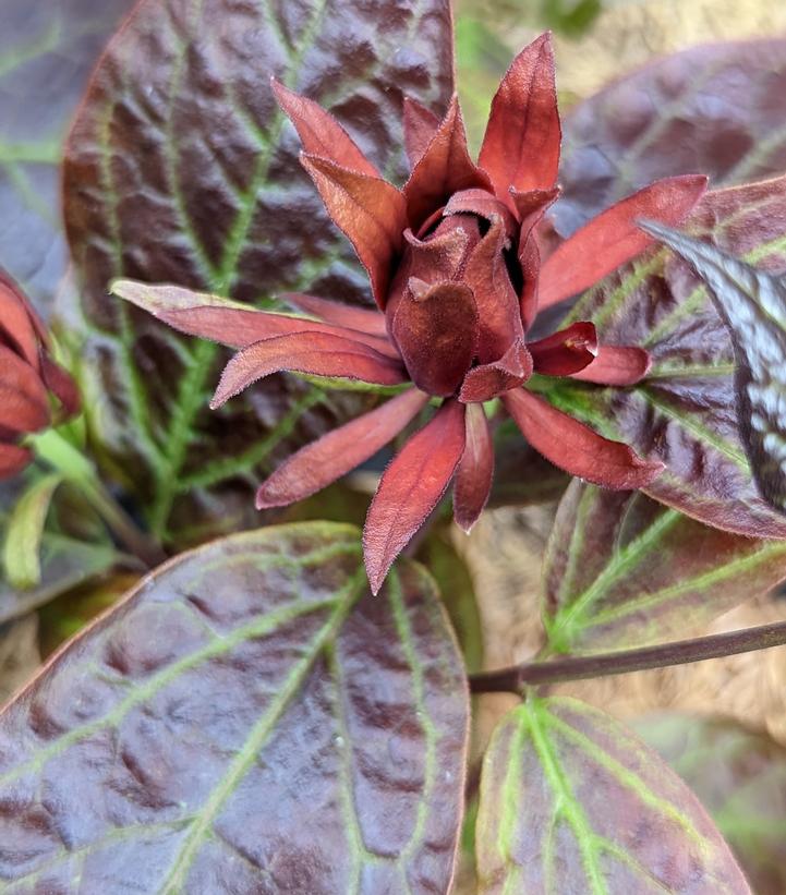 Calycanthus floridus var purpureus 'Burgundy Spice'