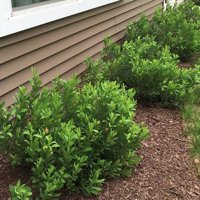 Myrica gale 'Lowboy'