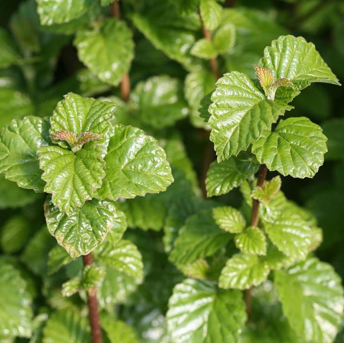 Viburnum dentatum var. deamii All That Glows®