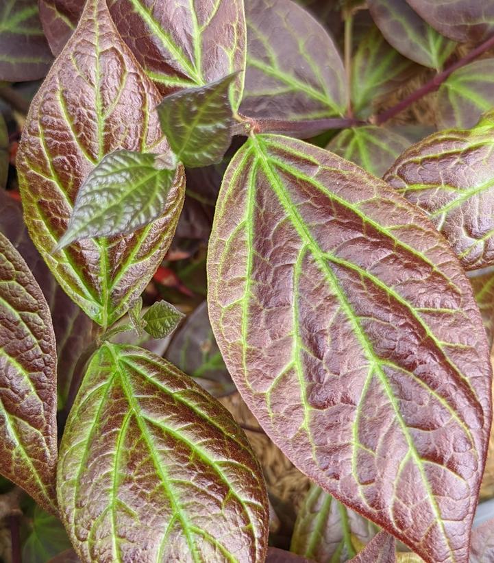 Calycanthus floridus var purpureus 'Burgundy Spice'