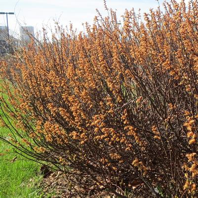 Myrica gale 'Lowboy'