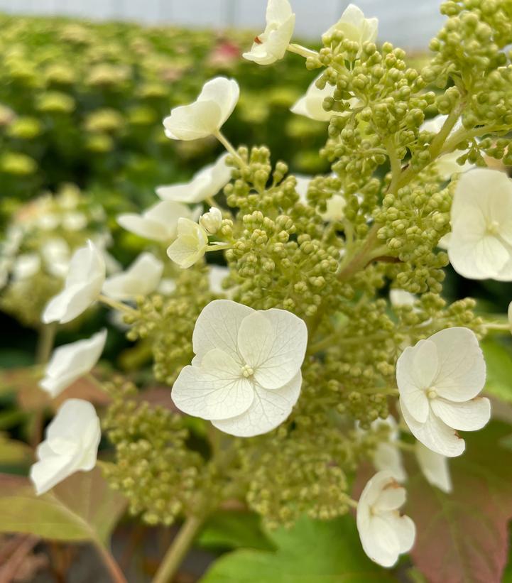 Hydrangea quercifolia Toy Soldier™