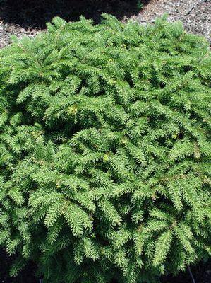 Picea abies Nidiformis