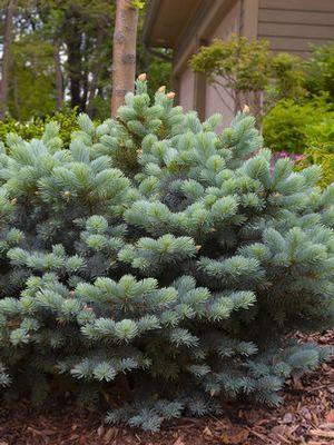 Picea pungens glauca 'Globosa'