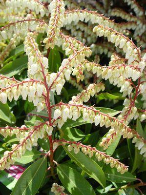 Pieris jap. Brouwers Beauty
