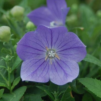 Platycodon grandiflorus 'Sentimental Blue'