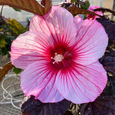 Hibiscus moscheutos 'Rosita'